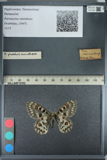 Media type: image;   Entomology 174384
